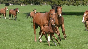 cheval suisse