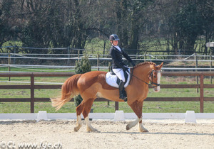 dressage