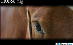 Horse Mag