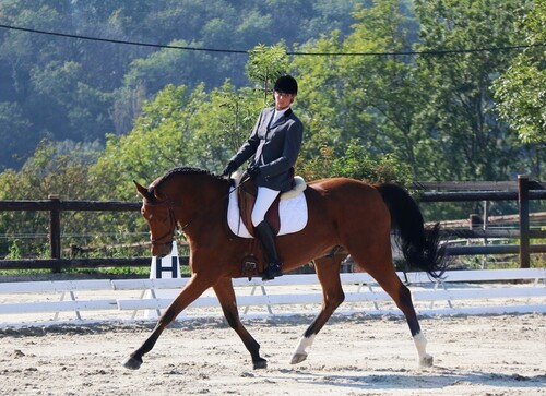 Dressage