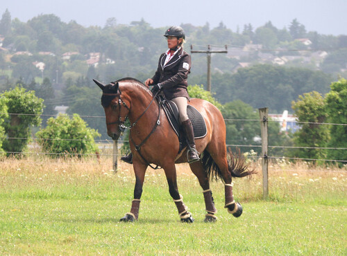 Equitation Travail