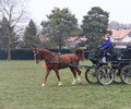 Formation d'attelage organisée par la FGE