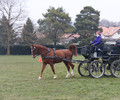 Formation d'attelage organisée par la FGE