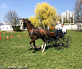 Belle réussite pour les cours d'attelage de la FGE