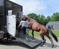 Cours Transport Chevaux