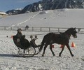 Attelage sur neige à Leysin (VD)