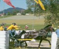 Echos du week-end: Attelage à Berne