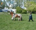 Les atteleurs genevois à la Fête du Cheval de Carouge et en cours à l’Ascension