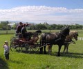 Echos du week-end: Cours d´attelage à Franchevaux