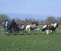 Attelage: événement à Chancy en septembre