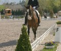 News: Règlements Chmp de dressage