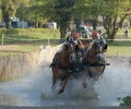 News du week-end: Championnat suisse d'attelage