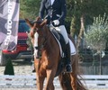 Championnat romand de Dressage – Encore une médaille genevoise.