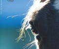 News: 25 ans pour le Cavalier Romand