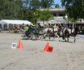 News du week-end: Journée du Cheval à la Pallanterie