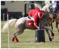 News: CHAMPIONNAT DU MONDE de MOUNTED GAMES
