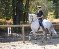 Cours de dressage, Manège de Vandoeuvres 25-26 août 2012