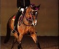 Cours de dressage par le Cadre Noir