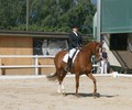 News du weekend: Dressage à Avusy