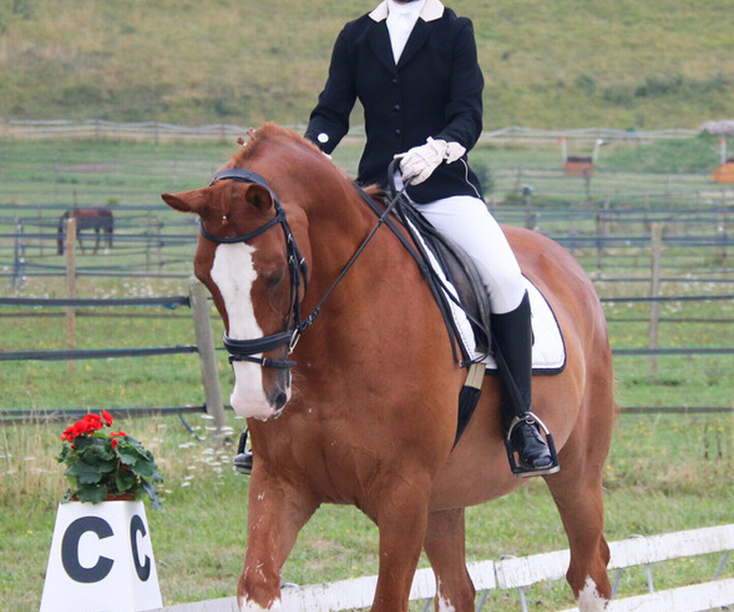 Classement du Championnat de Dressage