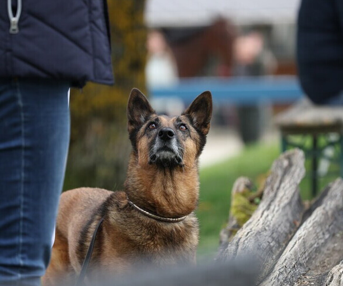 Description de l'image