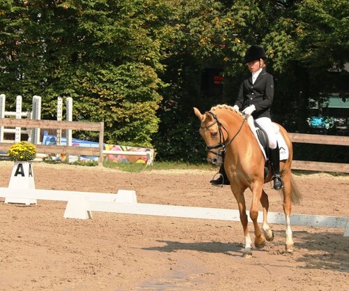 Dressage Degré 2 Onex