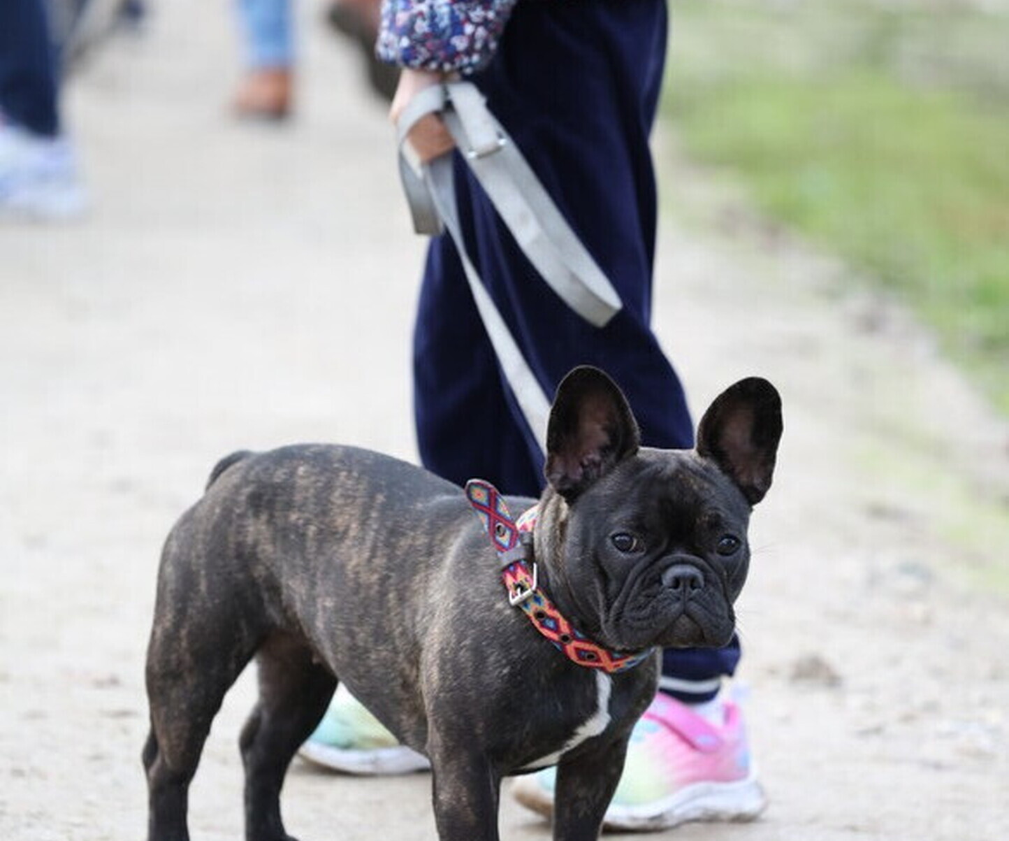 Description de l'image