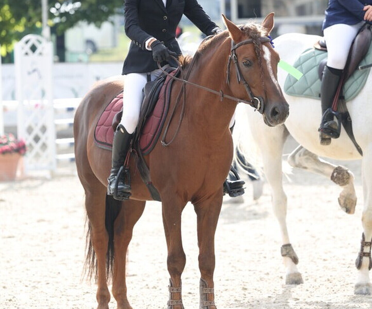 Description de l'image