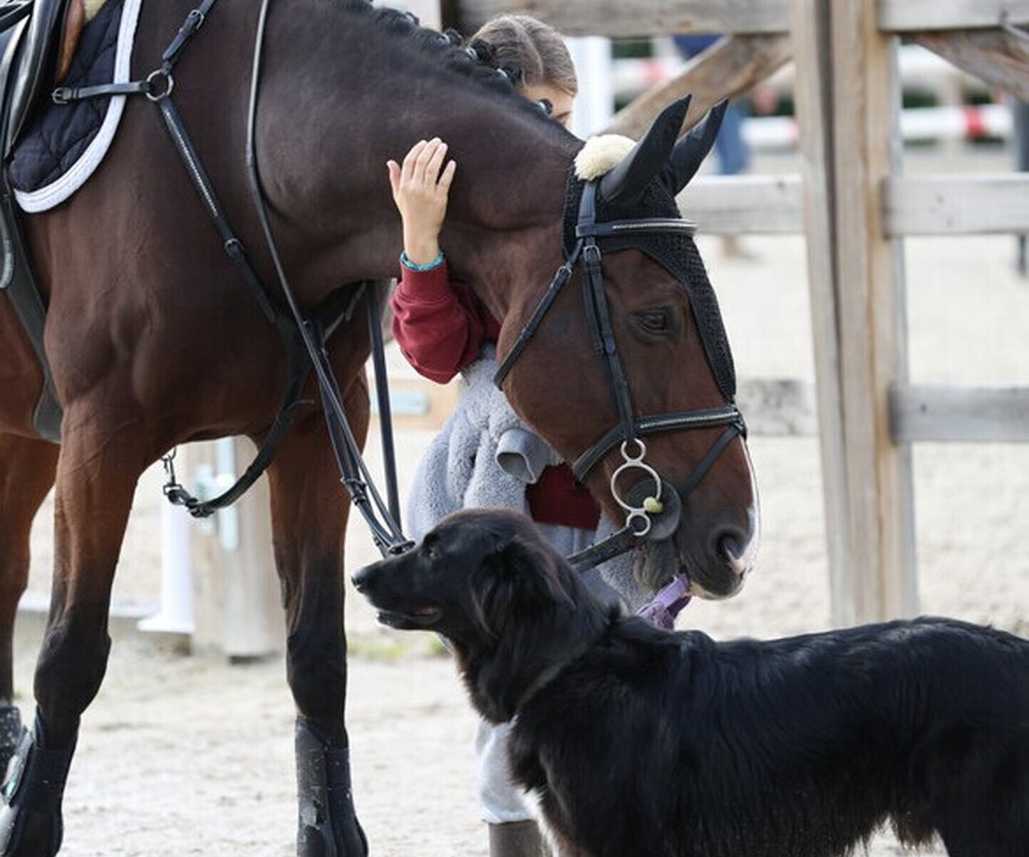 Description de l'image