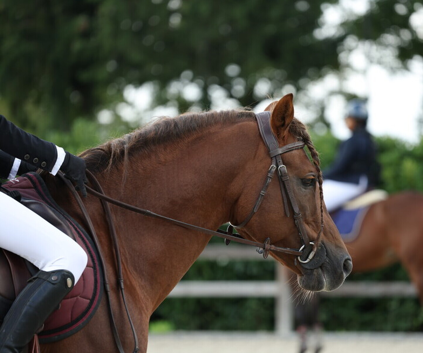 Description de l'image