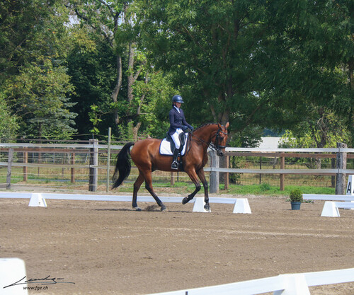 Dressage à Avully 2024