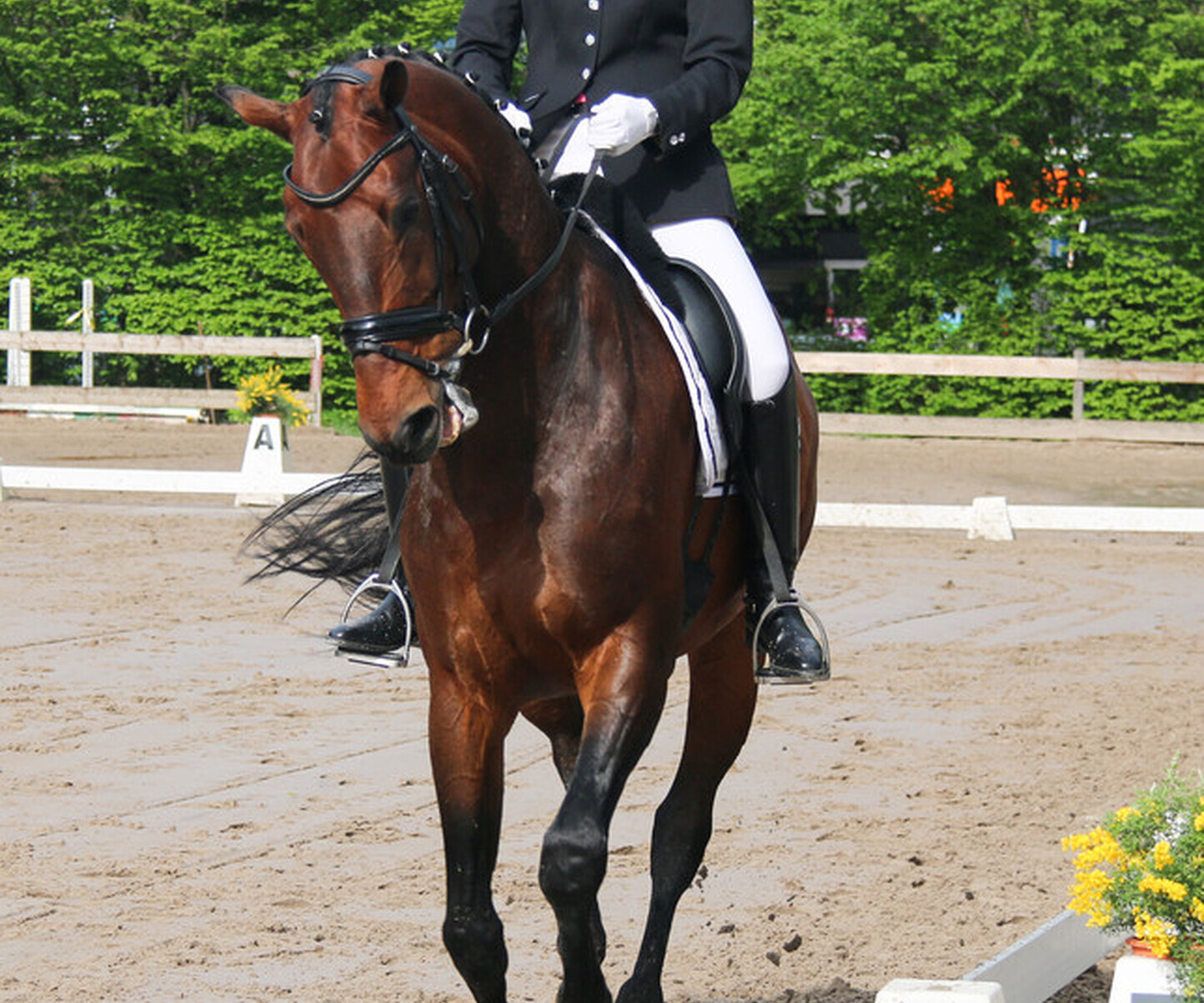 Dressage à Onex