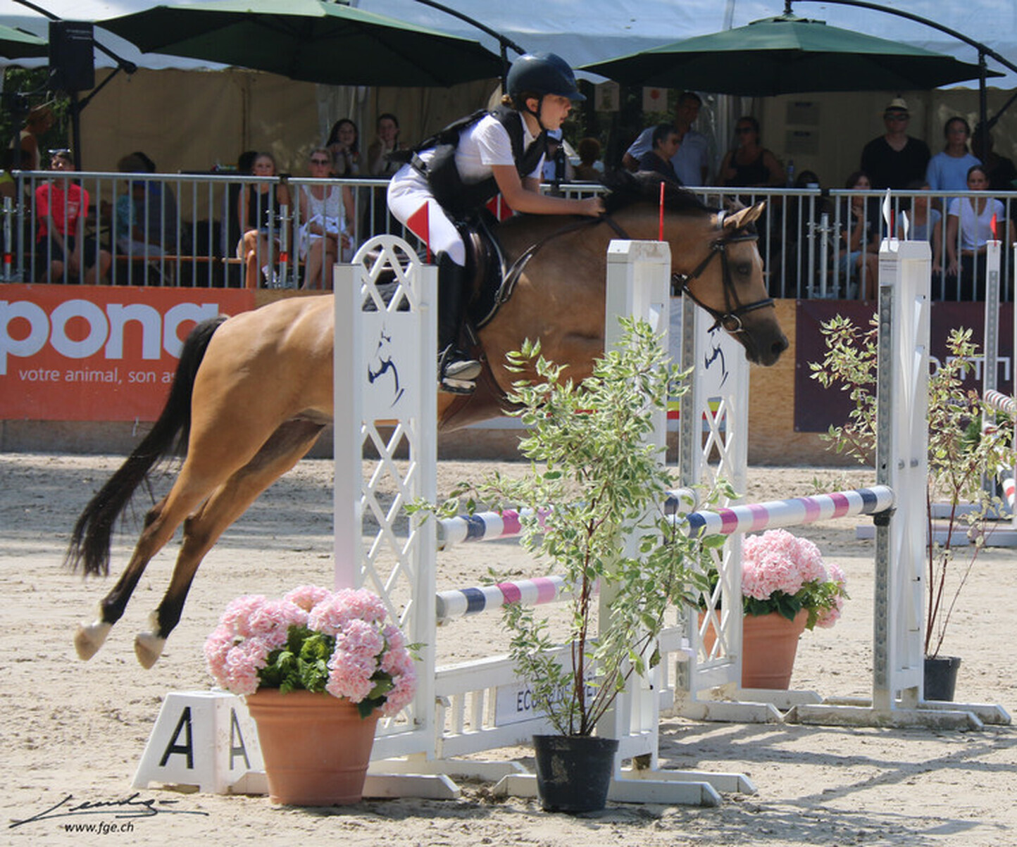 Description de l'image