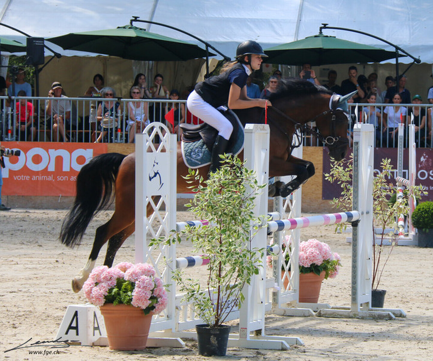 Description de l'image