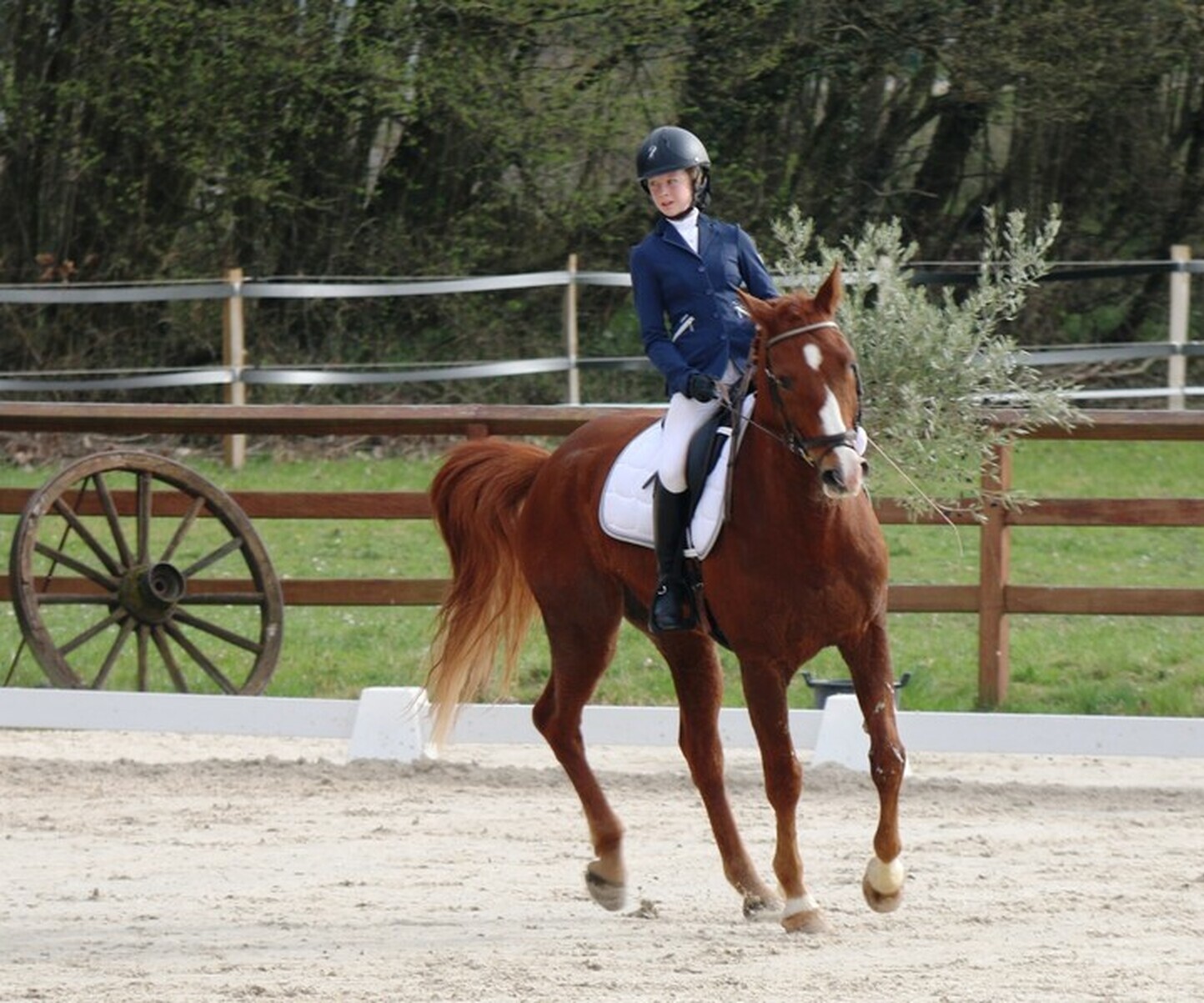 Description de l'image