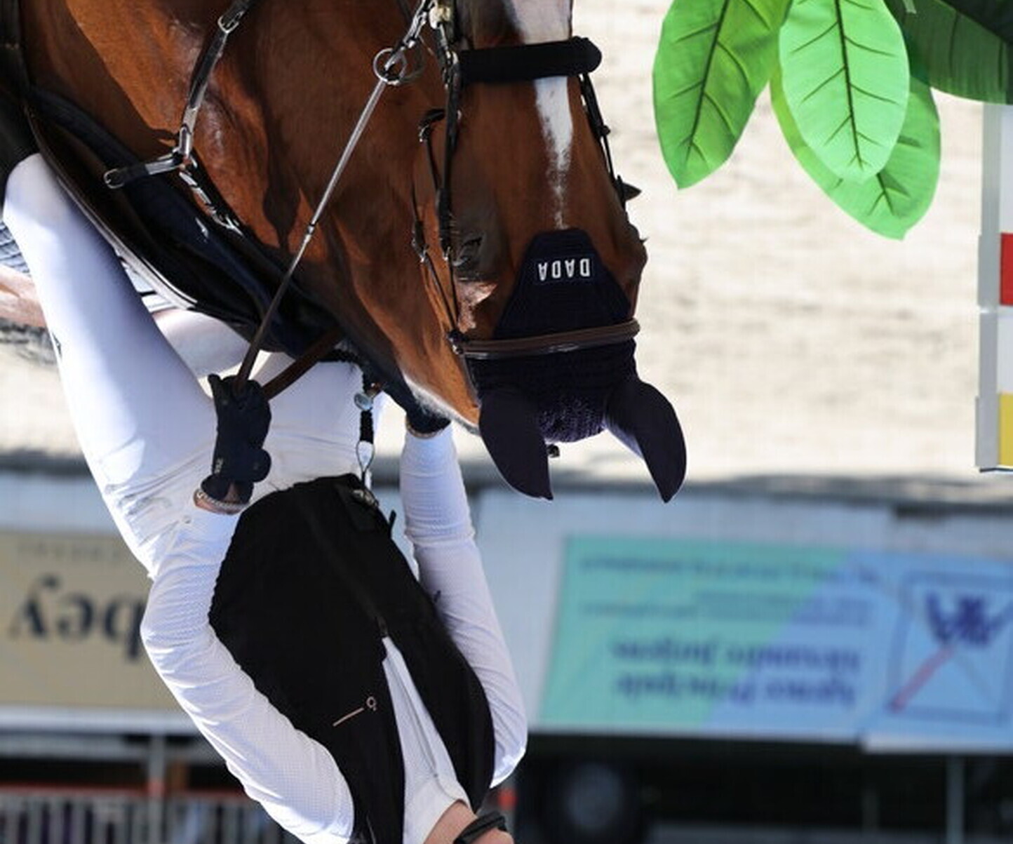 Description de l'image