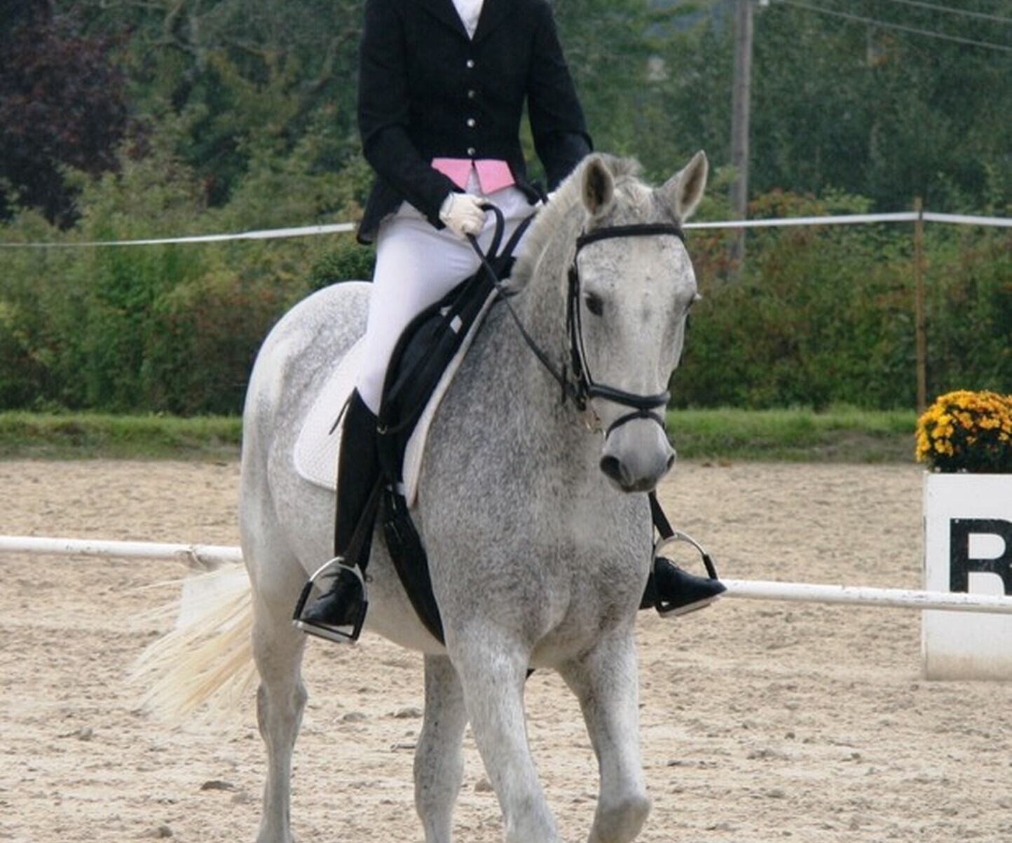 Description de l'image