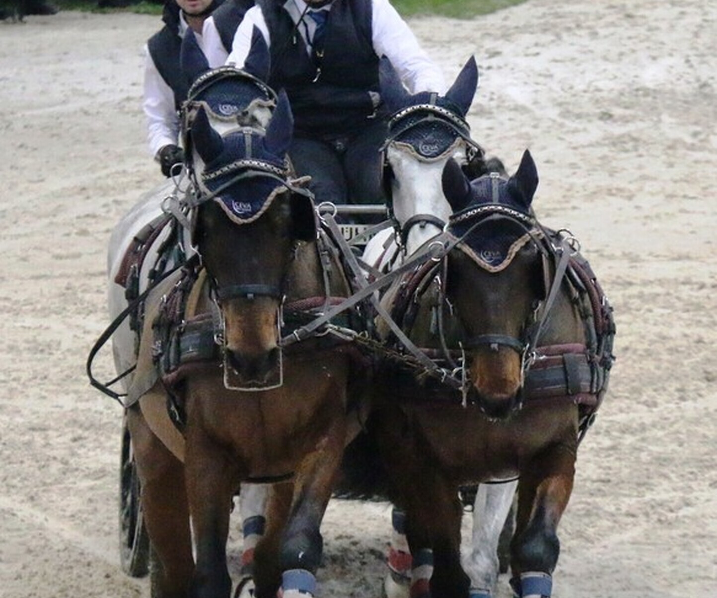 Description de l'image