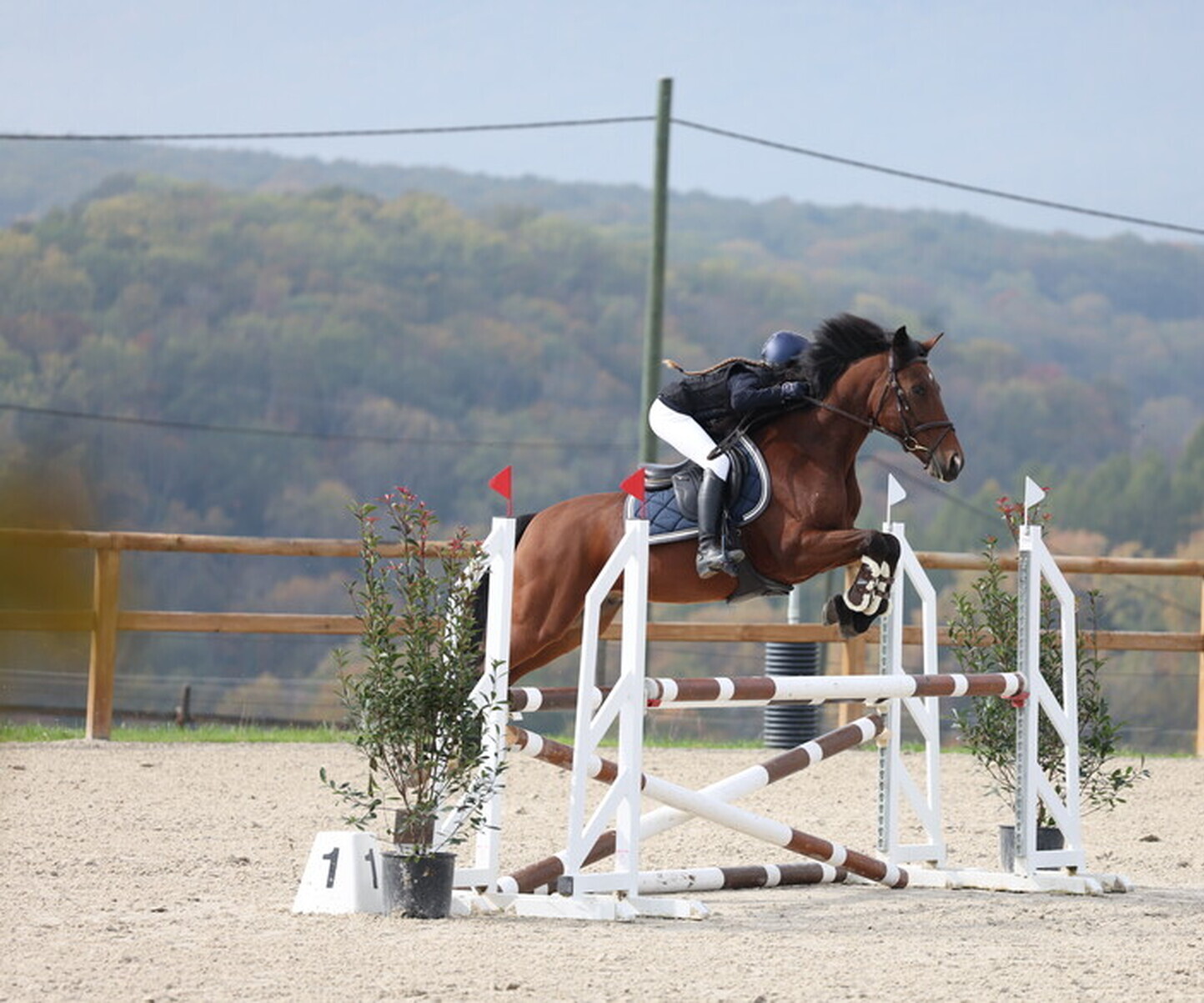 Description de l'image