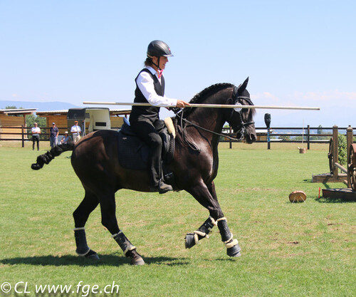 Equitation de Travail Bellevue 2018