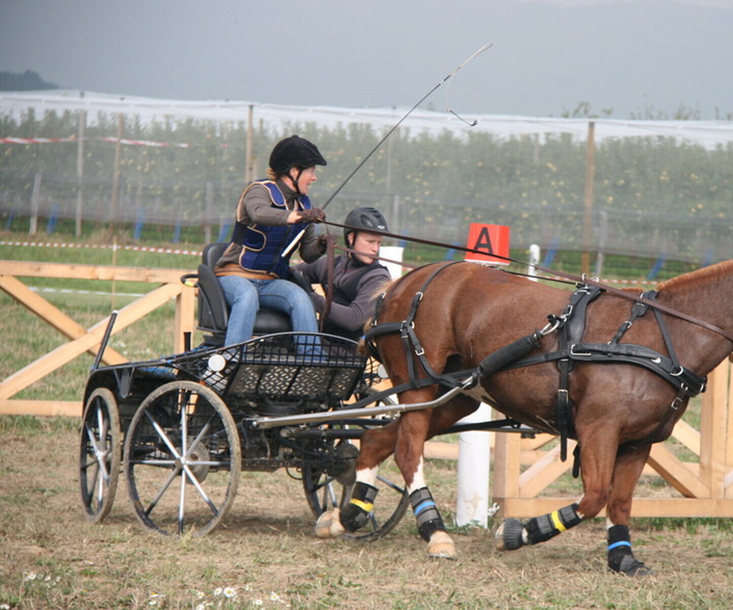 Description de l'image