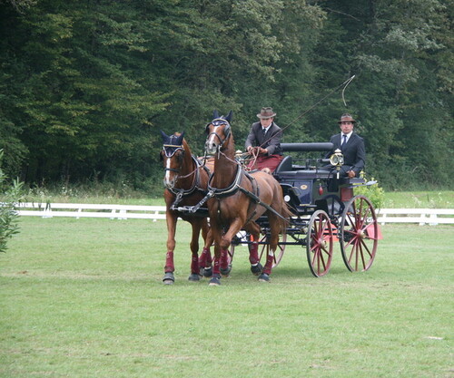 Championnats Suisse d'Attelage à Versoix