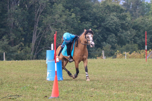 pony